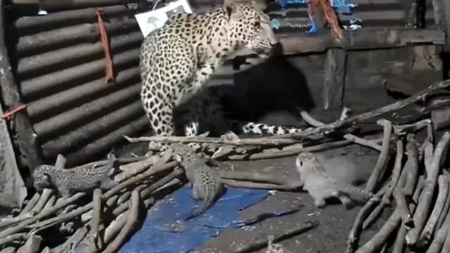 leoparda