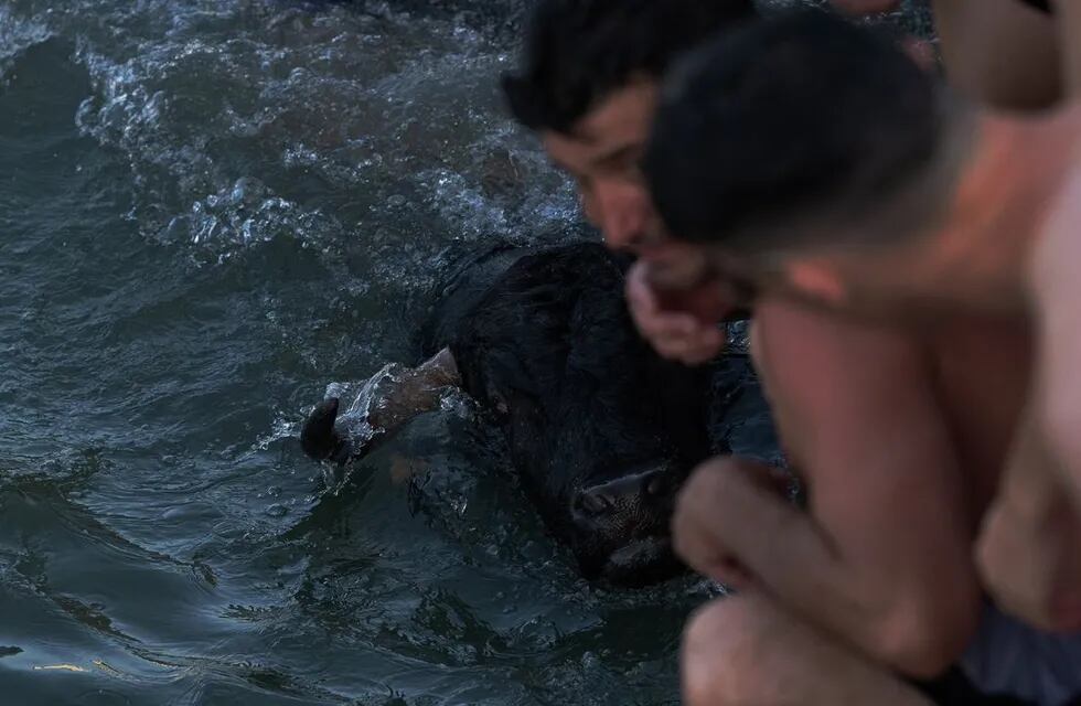 Indignación por la muerte de un toro en los festejos de Bous a la mar en España. Foto: Twitter / @alertamundial2.