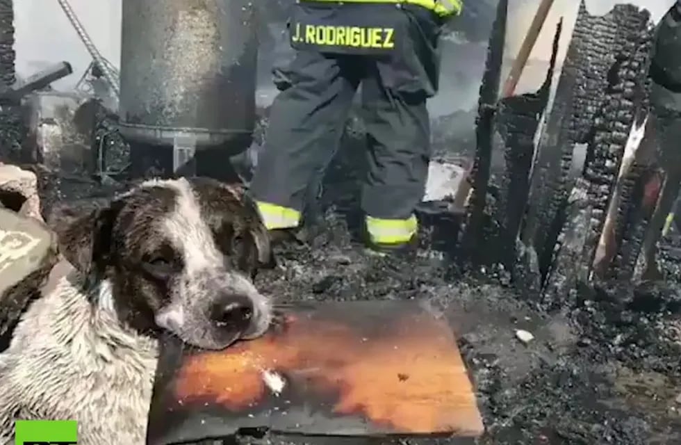 El desconsolado llanto de un perro que vio cómo se incendiaba su hogar