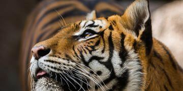La última evaluación de la población mundial de tigres que viven en la naturaleza se remonta a 2015. Foto: Ignacio Blanco / Los Andes.