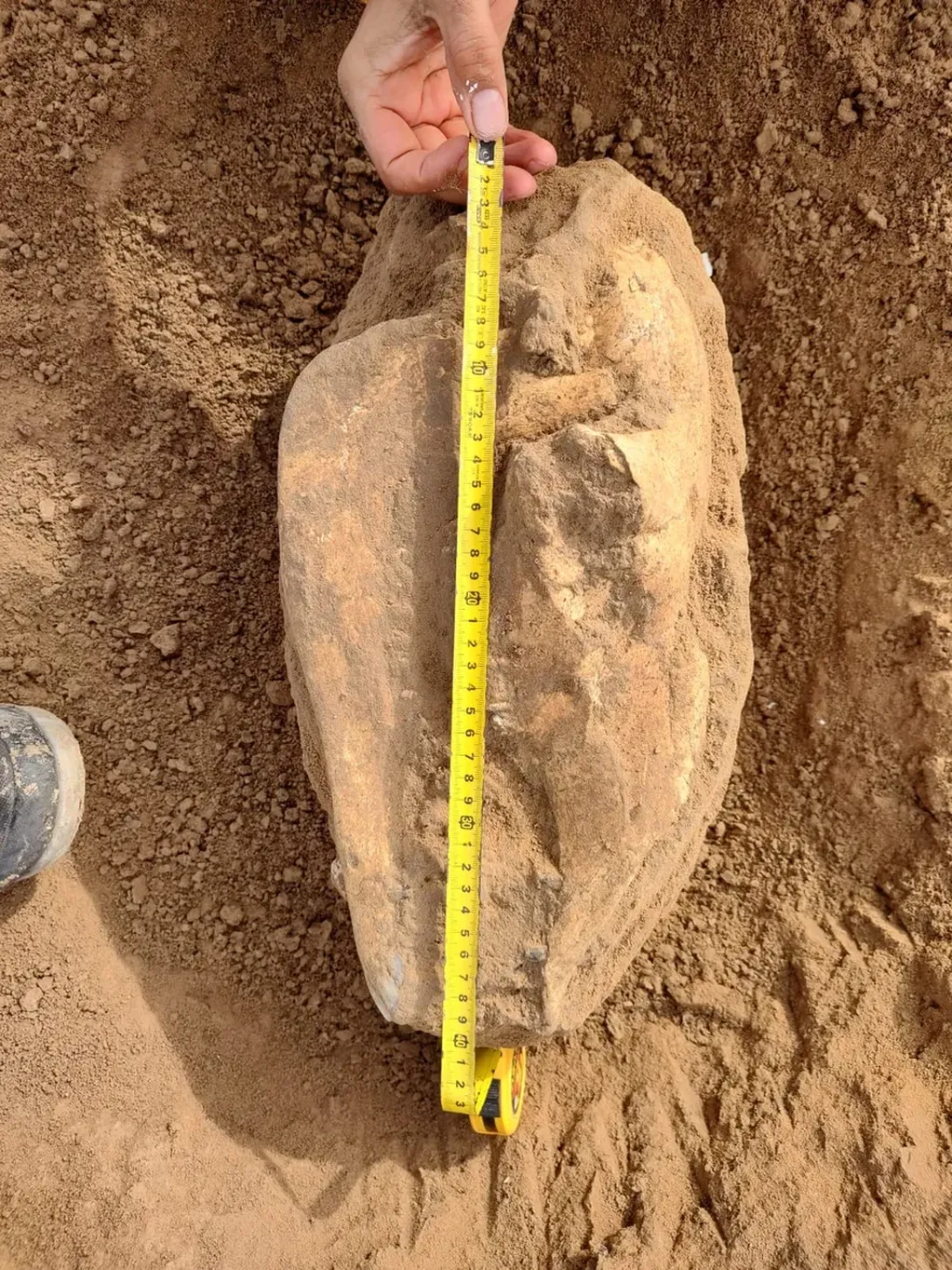 “El hallazgo es muy importante y no se tiene registros paleontológicos en la zona de un cráneo tan completo”, detallaron los especialistas. 