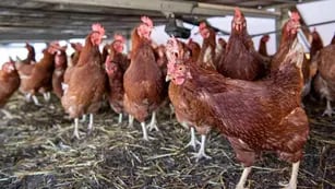 Gripe aviar gallinas