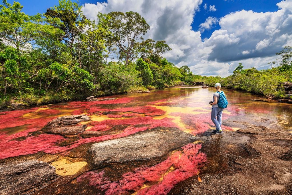 El río Caño Cristales protagoniza uno de los ecosistemas más biodiversos de Colombia: habitan allí 12 mil especies vegetales, 420 especies de aves, 63 de reptiles, 42 de mamíferos y 213 tipos de peces.