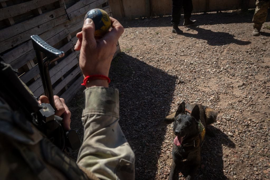 Los canes viven con los policías y reciben una alimentación especial y el adecuado control veterinario, así como también recreos, juegos y premios. Foto: Ignacio Blanco / Los Andes