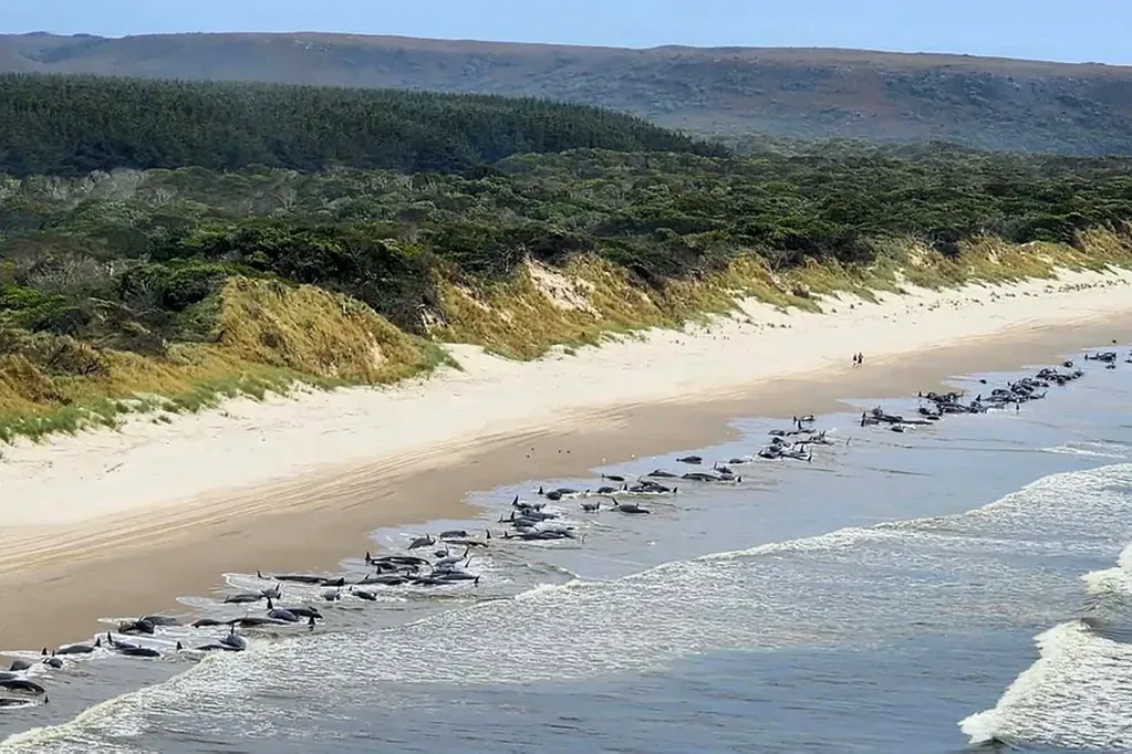 Así se ven hoy las playas de Tasmania. Foto: AFP
