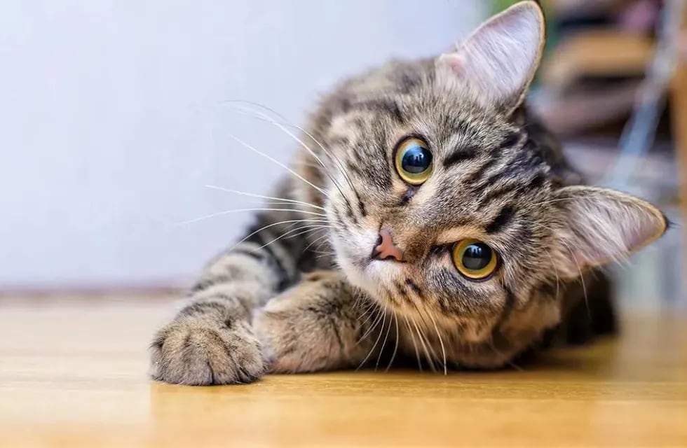 Por qué el 8 de agosto se celebra el Día Internacional del Gato.