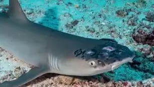 Video: la misteriosa enfermedad en la piel que padecen los tiburones en Malasia