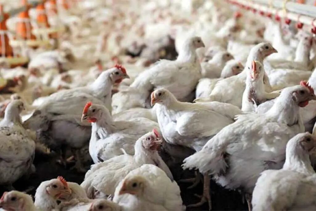  Hoy en el mercado es común encontrar pollos que pesan entre 3,2 y 3,8 kilos, lo que revela la caída en el consumo. Normalmente se comercializan con un peso de 2,4 kilos.
