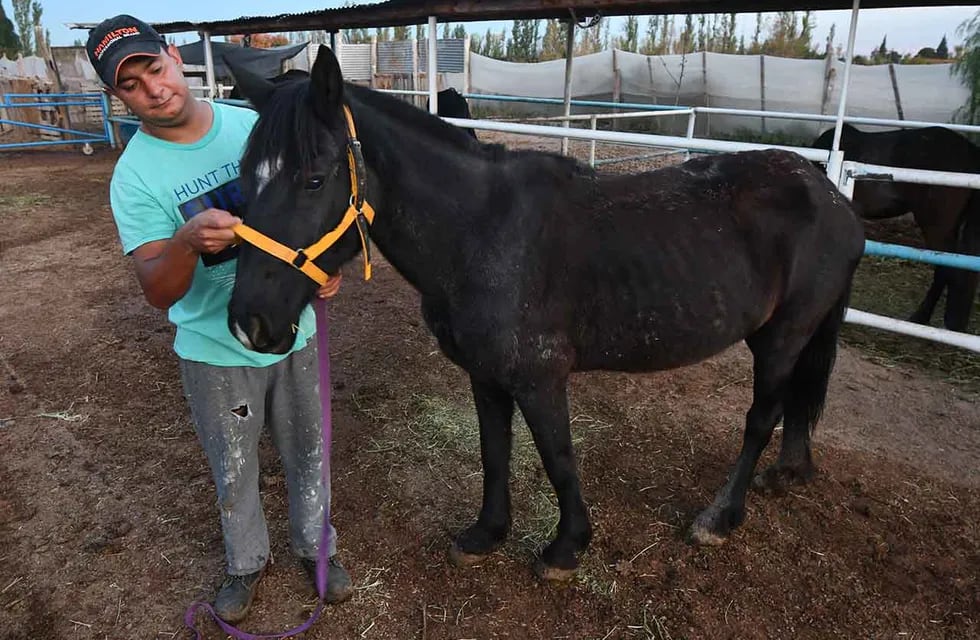 Estrella fue rescatada por la ONG Pempa, que trabaja contra el maltrato a los caballos. Rubén, uno de los voluntarios del lugar, atiende a la yegua. | Foto: José Gutiérrez / Los Andes
