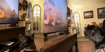 Video: grabó a su perro mientras veía el “Rey león” y su reacción se hizo viral