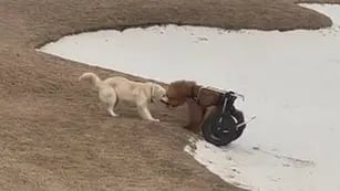 Un perro ayuda a su amigo en silla de ruedas