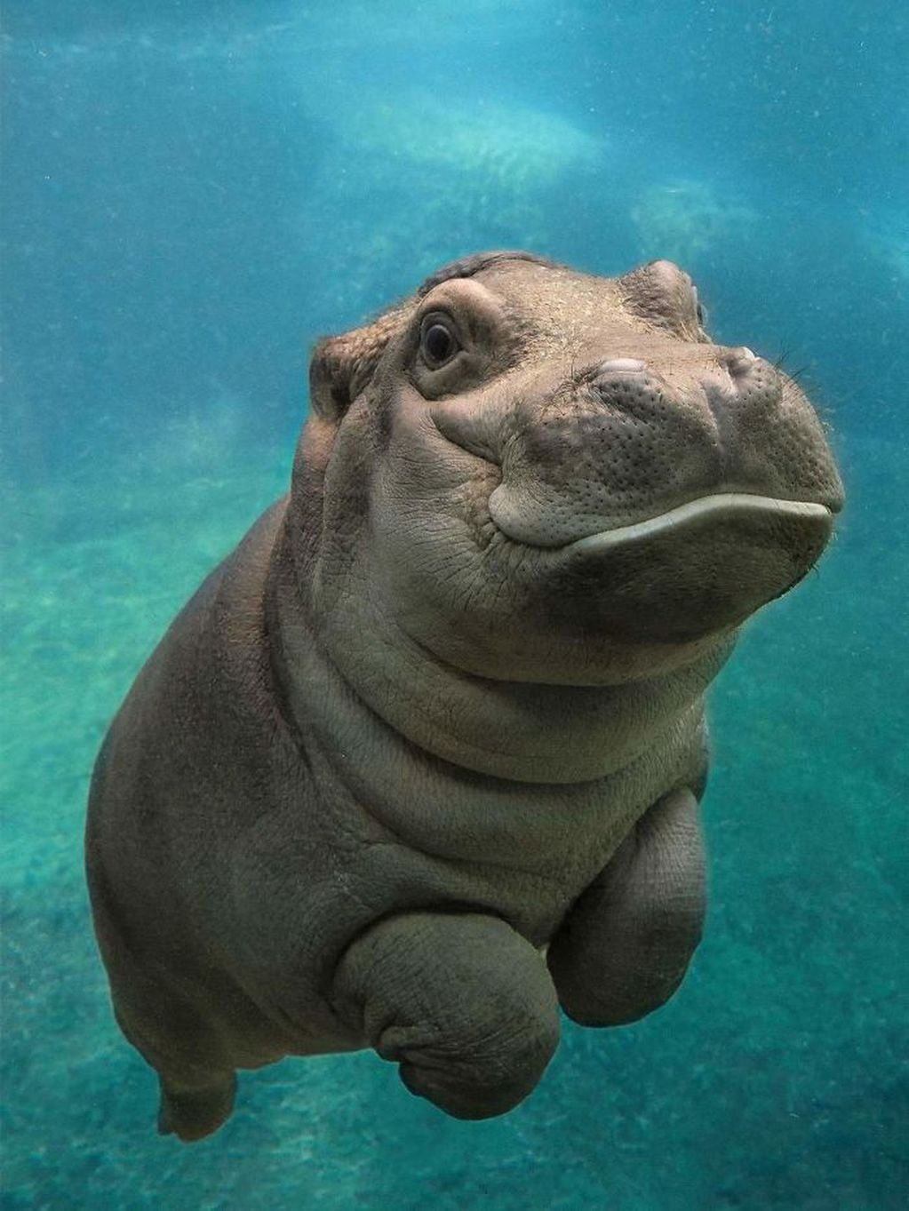 El tierno gesto de un hipopótamo con una nena en un zoo