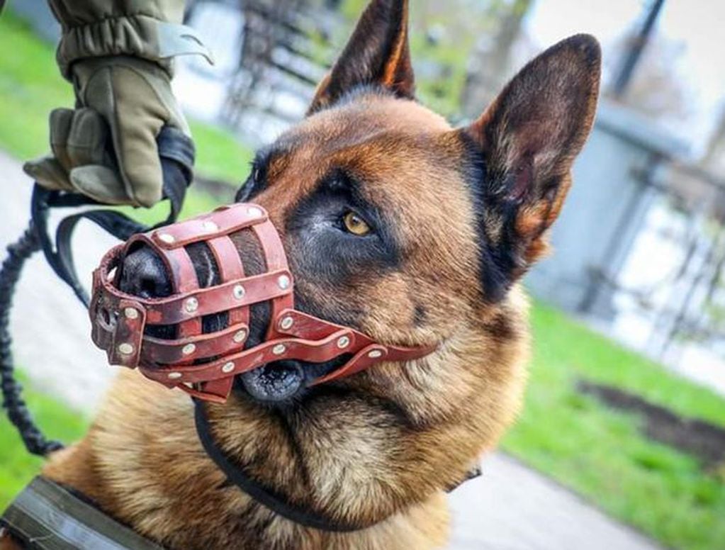 Un perro “de guerra” fue abandonado por los rusos, lo adoptaron los ucranianas y combate con ellos. Foto: Daily Star.