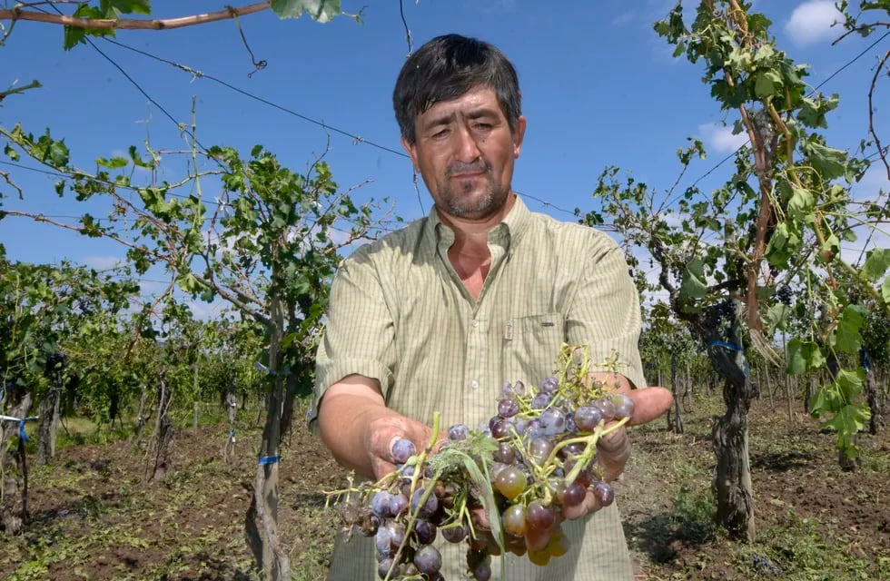 Tormenta de granizo en  Philipps en el Departamento de Junín
Ceferino Torres perdió sus cuatro hectáreas de uva criolla
Foto: Orlando Pelichotti