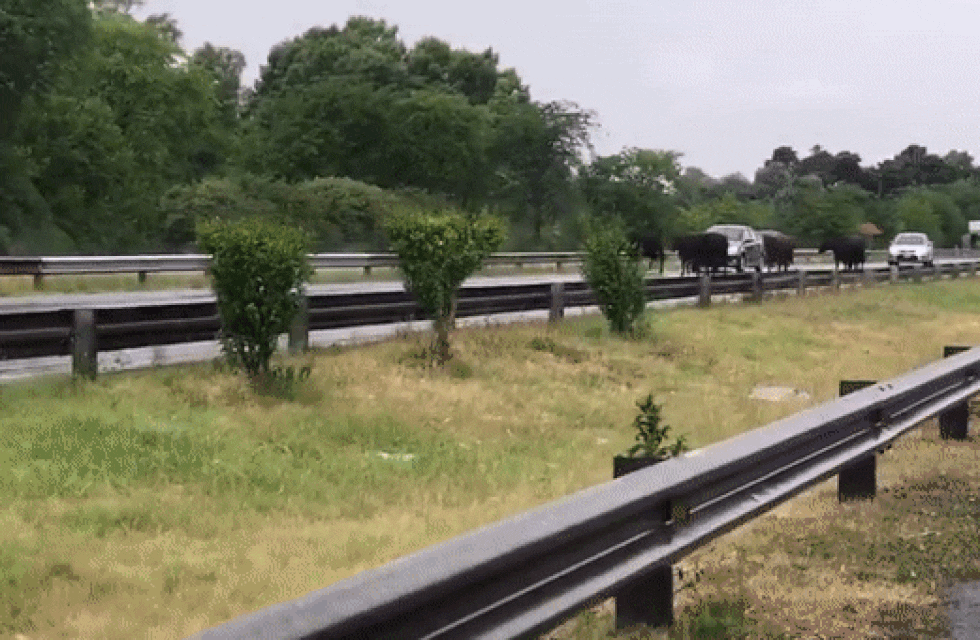 Volcó un camión con ganado y las vacas escaparon por una autopista en Buenos Aires