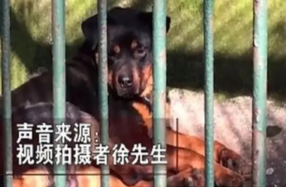 Un zoológico de China es acusado de hacer pasar a un perro por un lobo. Foto: Captura YouTube.