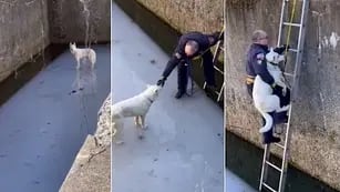 Conmovedor video del rescate a un perro en un lago congelado profundo.
