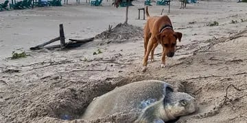 El perro solidario: ayuda a llegar al mar a las crías de tortuga, después de su nacimiento