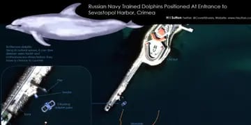 EEUU acusa a Rusia de usar “delfines espías” en la guerra con Ucrania