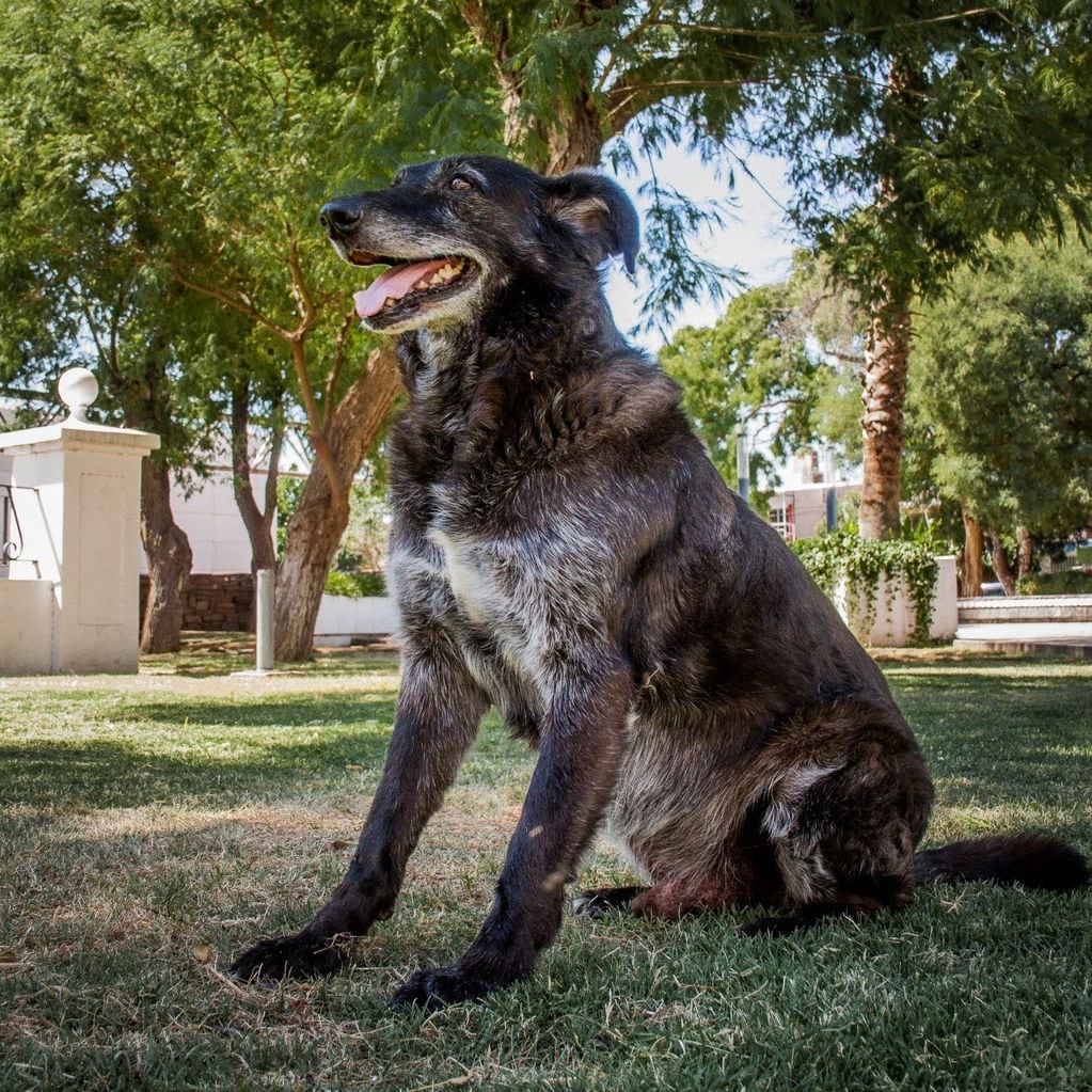 “Negrito” un perro que vivía en el Municipio de San Martín y que fue adoptado por todos los empleados. Gentileza
