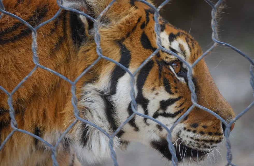Historias del Zoo de Mendoza: Violeta, la tigresa que vivía encadenada y era exhibida al público en Rivadavia. Foto: Claudio Gutiérrez / Los Andes.