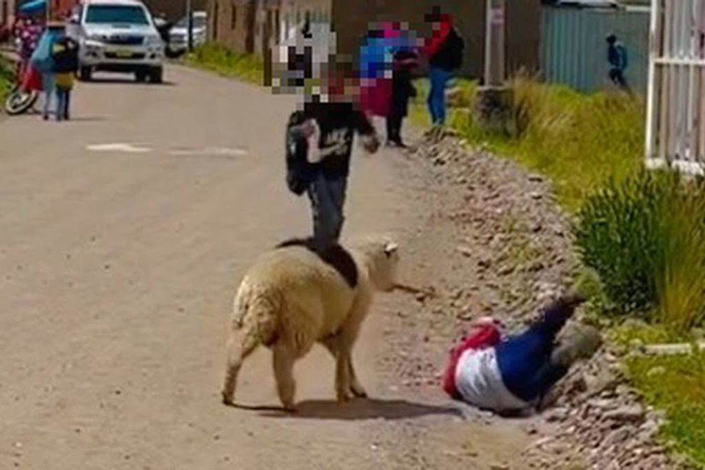 "La Pepo", una oveja callejera que le gusta atacar niños en Perú, se hizo viral.