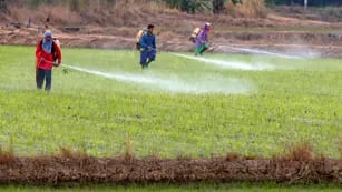 Human Rights Watch (HRW) dijo que es por la exposición "crónica" a las prácticas de grandes productores agrícolas