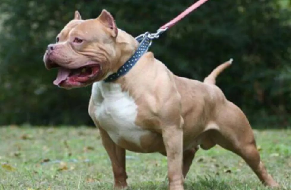 Un hombre atacó a una perra Pitbull por agresiva y peligrosa