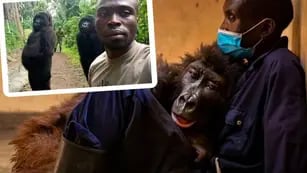 Murió la gorila Ndakasi