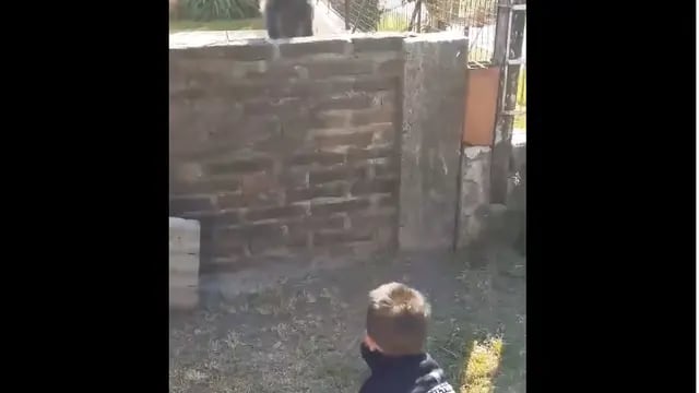 Un perro y un nene juegan a través de los ladrillos.
