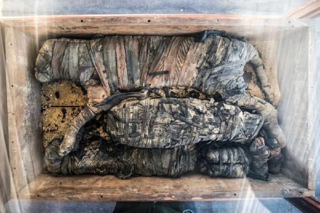Felinos momificados pertenecientes a la necrópolis de Saqqara - 