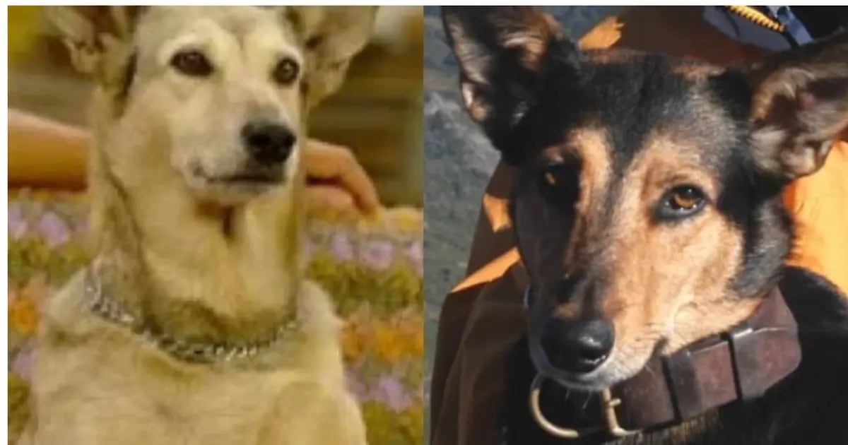 Silenciosamente Cartero virtual Qué fue de Betún y Fatiga, los perros más famosos de la TV argentina