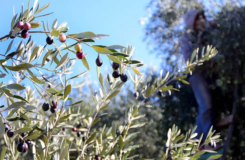 Para el gobierno, el aceite de oliva será el nuevo producto estrella de Mendoza junto al Malbec. Cosecha de aceitunas para la producción de aceite de oliva.