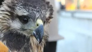 Águila coronada rescatada en Ñacuñán