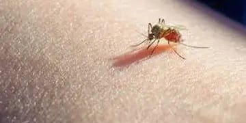 Malaria salud