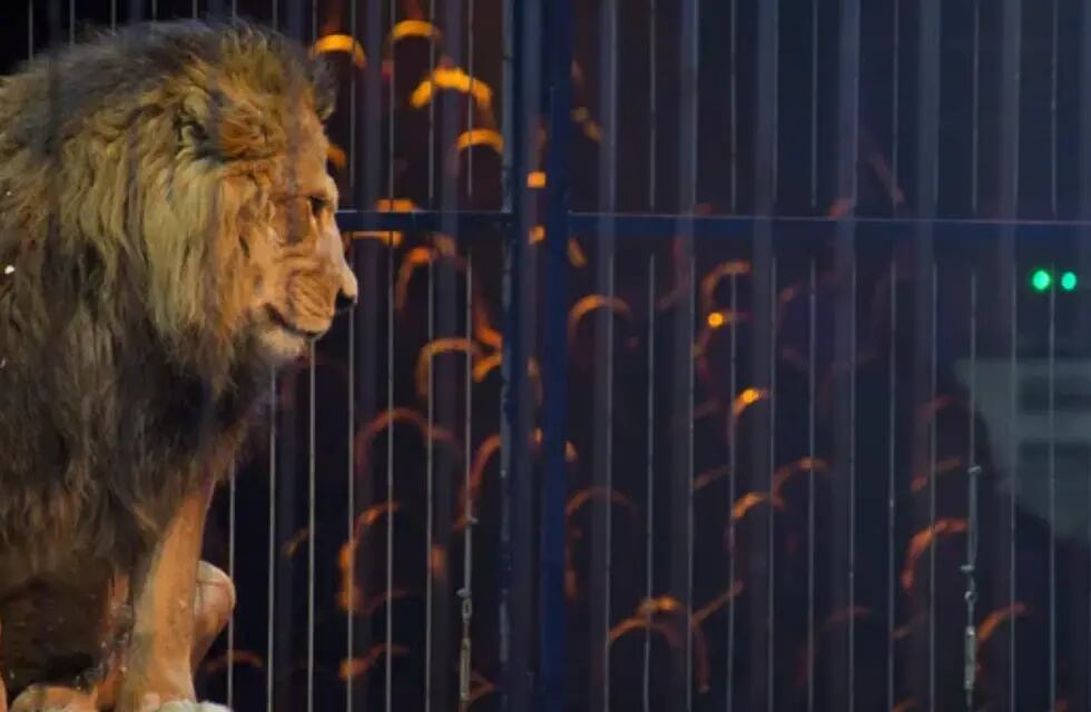Video: un león atacó a su domador en un circo durante pleno show en vivo