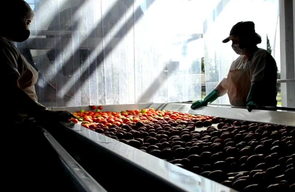La Pulpera de San Rafael elabora tomate para conserveras locales. Archivo.