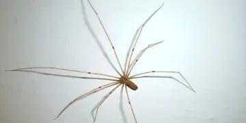 Las arañas patonas (Pholcus phalangioides) son uno de los arácnidos más inofensivos para los humanos.