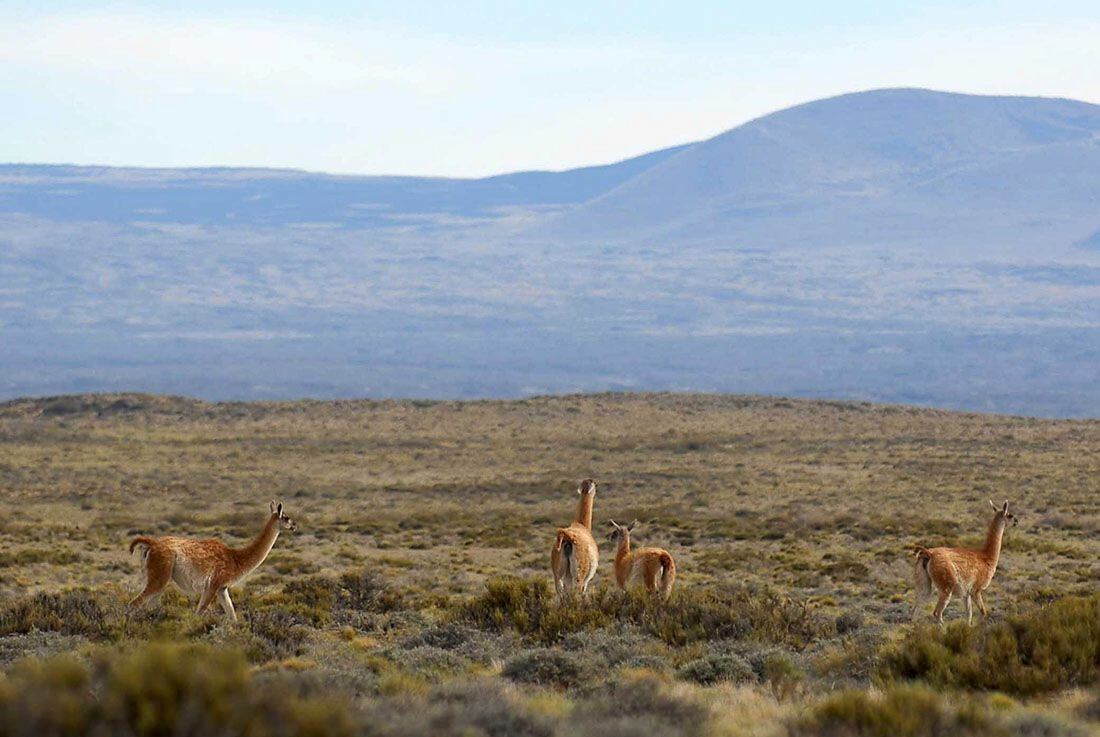 La Payunia suma 20 mil hectáreas a su área protegida y se acerca a ser patrimonio de la Unesco. Foto: Archivo Los Andes.