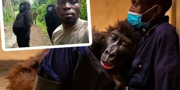 Murió la gorila Ndakasi