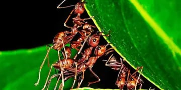 Qué significa soñar con hormigas