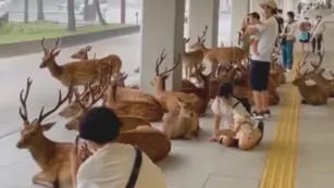 Así se resguardan los ciervos de Nara durante un aguacero