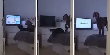 Dos perros se enfadan cuando su dueño les apaga la tele