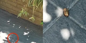 Tras los festejos de Navidad, una mujer de Godoy Cruz encontró una bala en el patio de su casa