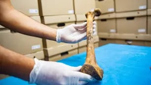 Osteoteca: la biblioteca de huesos humanos