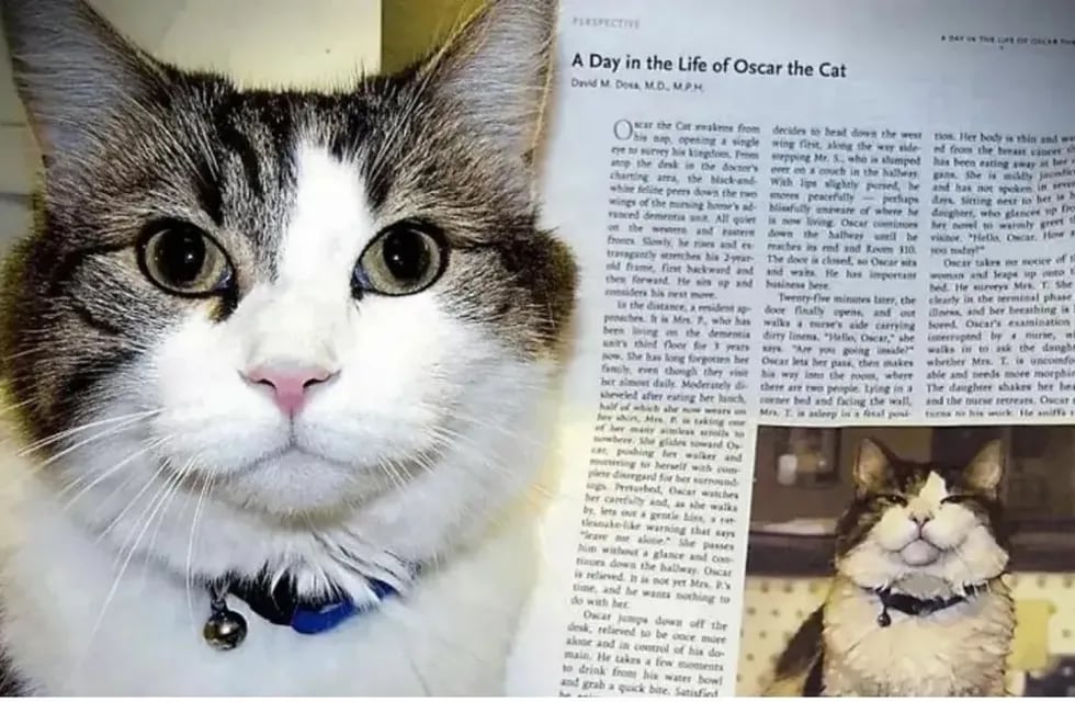Oscar, el gato que predice la muerte. / Foto: Gentileza