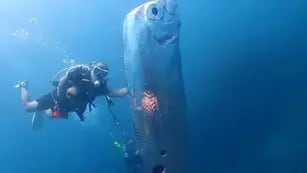 Filmaron un pez gigante que “presagia” fuertes terremotos y tsunamis
