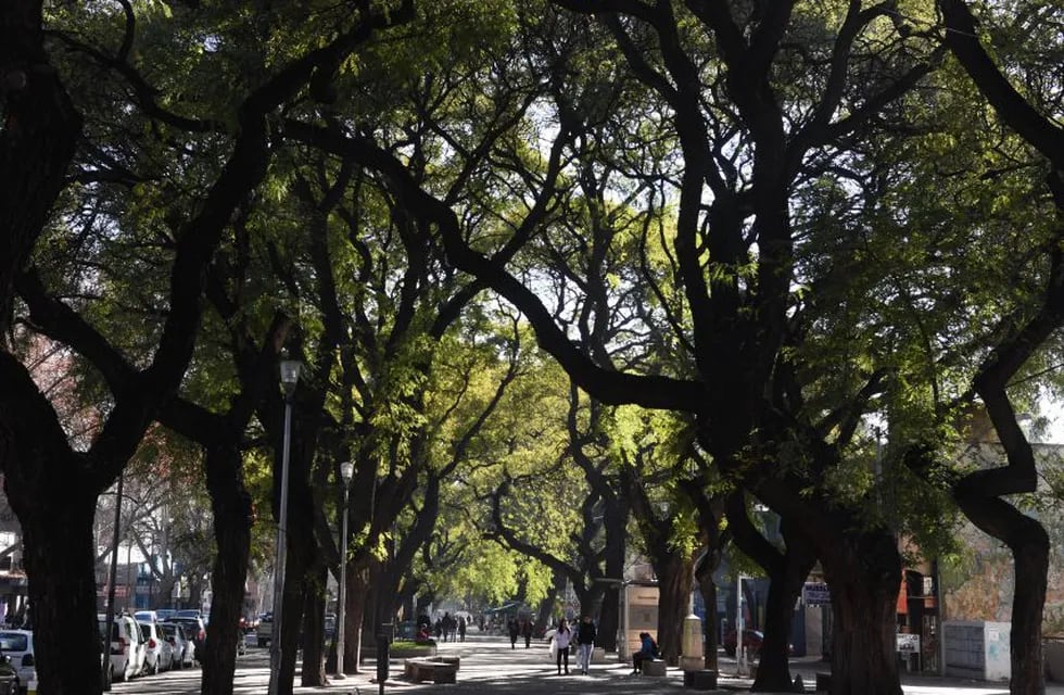 Casi la mitad de los árboles que hay en Mendoza son moreras