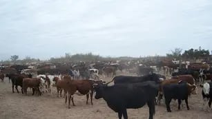Vacas Ganaderia
