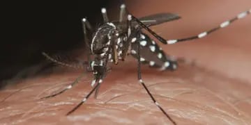 Cuánto tiempo duran los síntomas del dengue y cómo se contagia.